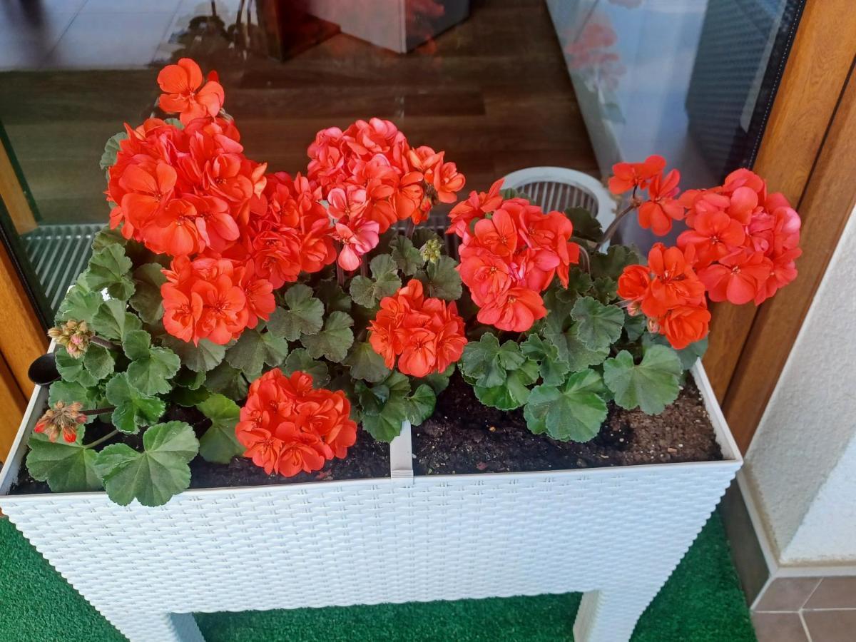 Apartament Z Widokiem Na Morze دجيفنوفيك المظهر الخارجي الصورة